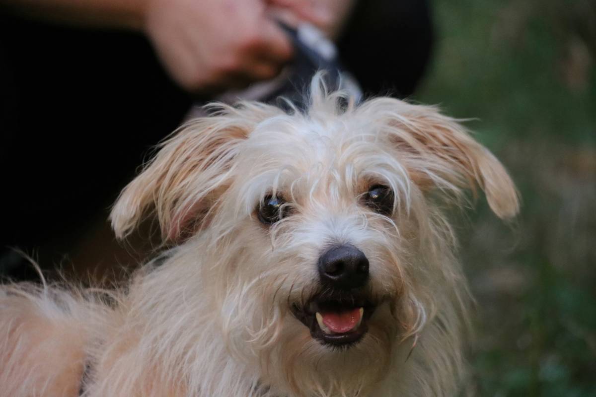 Close-up of a dog's matted fur being gently separated with a mat splitter tool, demonstrating safe mat solution pet care technique