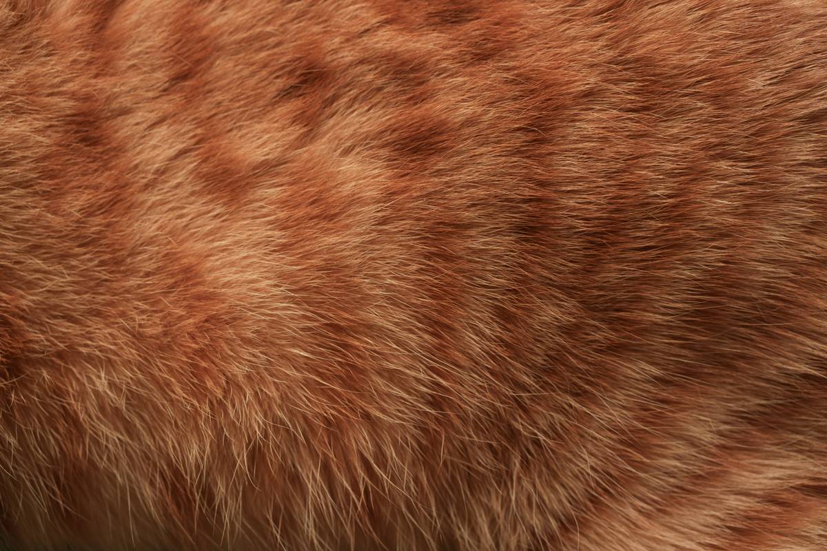 Mat Prevention Fur Tip: 7 Proven Ways to Avoid Painful Tangles in Your Pet’s Coat