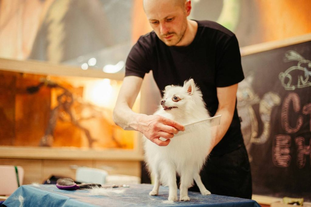 Mat Solution Pet Care: 7 Proven Tips to Avoid Painful Grooming Mistakes