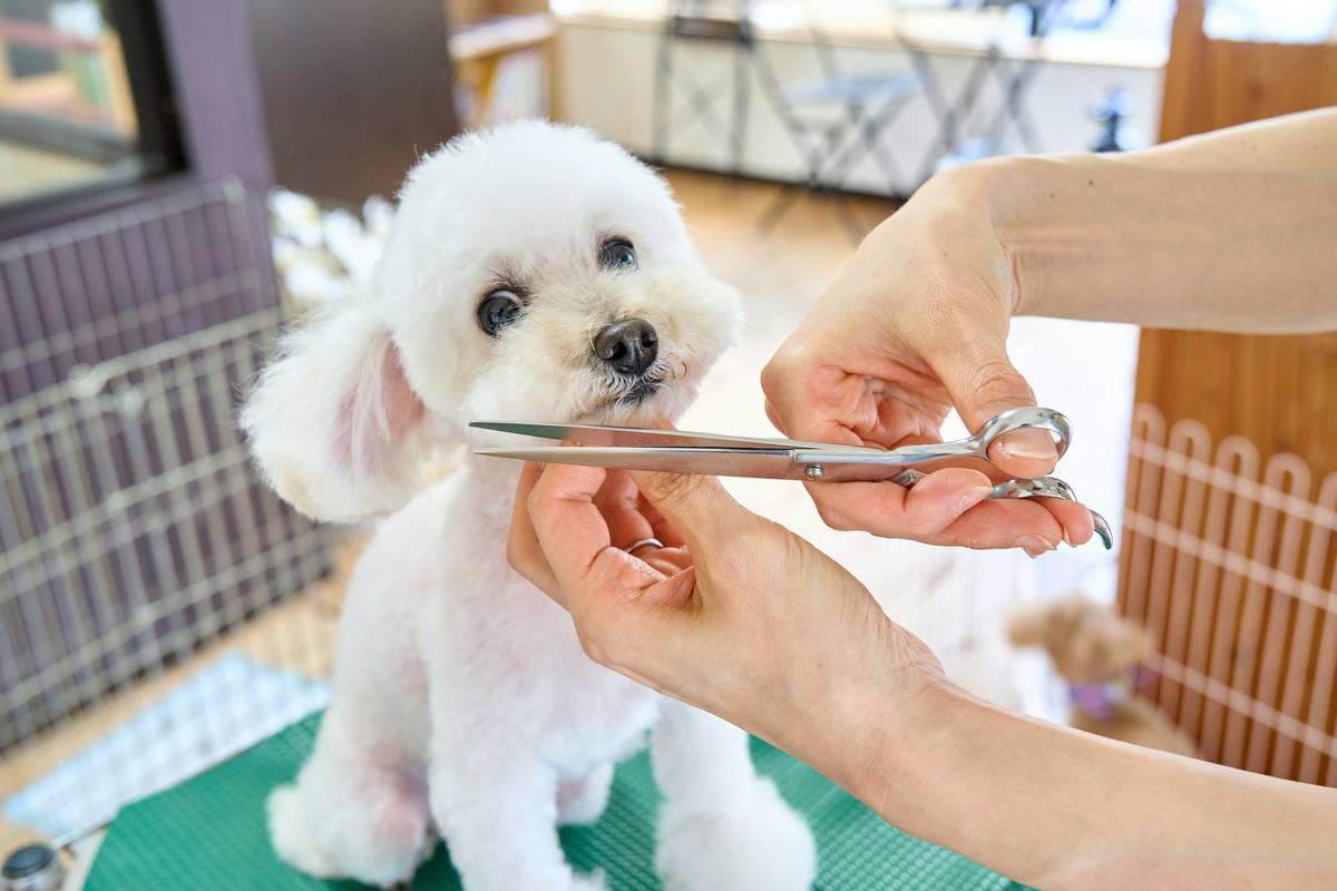 Side-by-side comparison of worn vs. polished pet grooming edge blades on grooming table