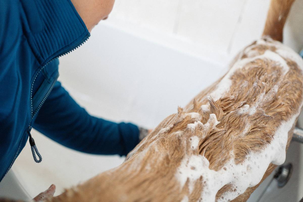 Close-up of a groomer using a mat splitter on a dog's matted fur, demonstrating effective pet mat avoidance solution