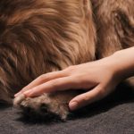 Mat Splitter Blade Design: 7 Proven Tips to Avoid Painful Grooming Mistakes