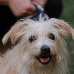 Pet Mat Avoidance Solution: 7 Proven Tips to Prevent Painful Tangles