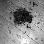 Pet Mat Cutter Edge: 7 Proven Tips to Avoid Painful Grooming Mistakes